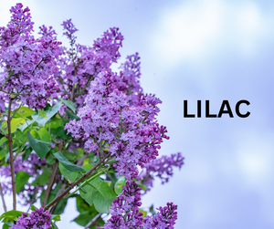 Lilac Scent